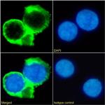 CD53 Chimeric Recombinant Rabbit Monoclonal Antibody (HD77)