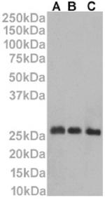 CD53 Chimeric Antibody in Western Blot (WB)
