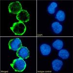 CD31 (PECAM-1) Chimeric Antibody in Immunocytochemistry (ICC/IF)