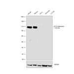 CD10 Recombinant Mouse Monoclonal Antibody (FR4D11)