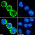 CD15 Chimeric Antibody in Immunocytochemistry (ICC/IF)