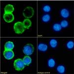 CD53 Chimeric Recombinant Rabbit Monoclonal Antibody (161-2 (53/2))