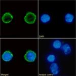 CD4 Chimeric Antibody in Immunocytochemistry (ICC/IF)