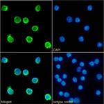 CD79b Chimeric Antibody in Immunocytochemistry (ICC/IF)
