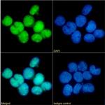 Phospho-CCR5 (Ser349) Chimeric Recombinant Rabbit Monoclonal Antibody (E11/19)