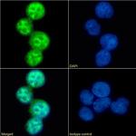 Phospho-CCR5 (Ser337) Chimeric Recombinant Rabbit Monoclonal Antibody (V14/2)