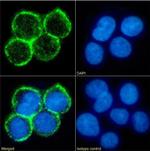 CD33 Chimeric Antibody in Immunocytochemistry (ICC/IF)