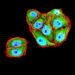 MR1 Antibody in Immunocytochemistry (ICC/IF)