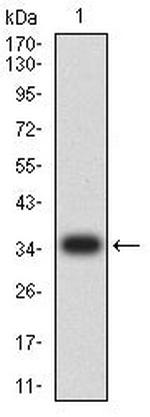 MR1 Antibody in Western Blot (WB)