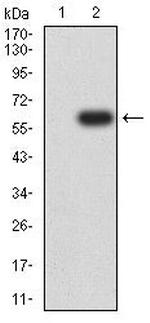 MR1 Antibody in Western Blot (WB)
