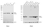 RAB8A Antibody in Western Blot (WB)