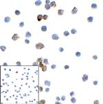 TMIGD2 Antibody in Immunocytochemistry (ICC/IF)