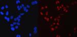 SP1 Monoclonal Antibody (3C4C3)
