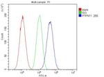 SHP2 Antibody in Flow Cytometry (Flow)