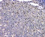 SHP2 Antibody in Immunohistochemistry (Paraffin) (IHC (P))