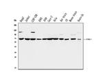SHP2 Antibody in Western Blot (WB)