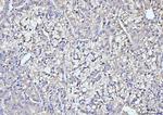 ITCH Antibody in Immunohistochemistry (Paraffin) (IHC (P))