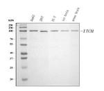 ITCH Antibody in Western Blot (WB)
