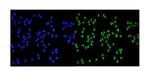 MCM2 Monoclonal Antibody (11C4)
