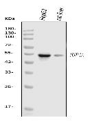 HNF4A Antibody in Western Blot (WB)