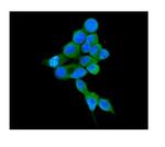 COMT Monoclonal Antibody (15C10)