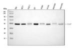 XIAP Monoclonal Antibody (3G2G1)