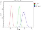 MVP Antibody in Flow Cytometry (Flow)