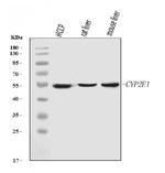 CYP2E1 Monoclonal Antibody (2C7G1)