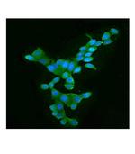 APOBEC3G Monoclonal Antibody (6C2)