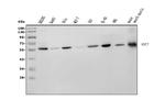 RBPJ Monoclonal Antibody (6G4)