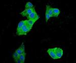 EEF2 Monoclonal Antibody (5F5)