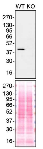 GNAQ Antibody in Western Blot (WB)