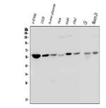 Optineurin Monoclonal Antibody (3D8)