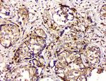 GPX1 Antibody in Immunohistochemistry (Paraffin) (IHC (P))