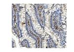 MUT Antibody in Immunohistochemistry (Paraffin) (IHC (P))