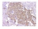 WWOX Antibody in Immunohistochemistry (Paraffin) (IHC (P))