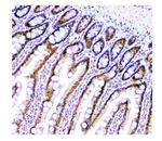 USP7 Antibody in Immunohistochemistry (Paraffin) (IHC (P))