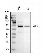 Glutaminase Antibody in Western Blot (WB)