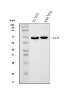 Glutaminase Antibody in Western Blot (WB)