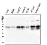 RXRA Monoclonal Antibody (5E7)