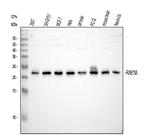 RAB11A Antibody in Western Blot (WB)