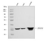 Annexin A1 Antibody in Western Blot (WB)