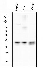 ATF1 Antibody in Western Blot (WB)