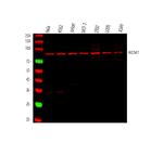 MCM7 Antibody in Western Blot (WB)
