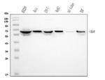 GRB10 Monoclonal Antibody (5H7)
