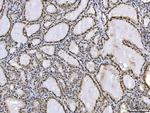 Ataxin 1 Antibody in Immunohistochemistry (Paraffin) (IHC (P))