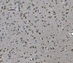 SHIP2 Antibody in Immunohistochemistry (Paraffin) (IHC (P))