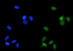 PP2A alpha Monoclonal Antibody (3B6)