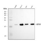 GPX4 Monoclonal Antibody (6I4E7)