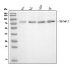 SENP1 Monoclonal Antibody (5F4)